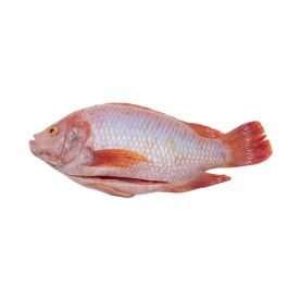 Red Tilapia Scale & Entrails off Large Size