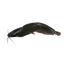 Farm-Catfish Medium Size