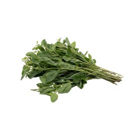 White Holy Basil with Leaves (Graded)