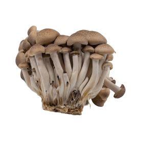 Brown Shimeji Mushroom