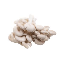 White Phoenix Mushroom