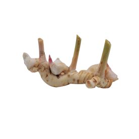 Young Galangal (Graded)